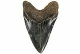 Serrated, Fossil Megalodon Tooth - North Carolina #199703-2